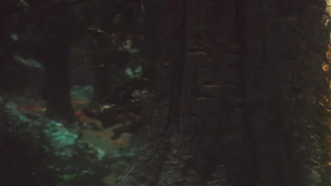 Squirrel climbing a tree in a forest during daytime Stock Footage 344864758