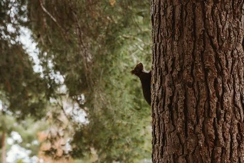 Squirrel Climbing a Tree in Forest Scenery Stock Photos