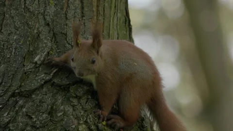 A Squirrel Climbing Up a Tree in Its Natural Habitat Surrounded by Beautiful Stock Footage 309334030