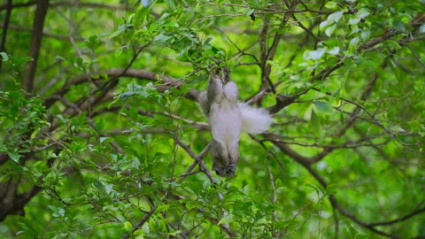 Squirrel is climbing tree looking for seeds and hanging upside down to eat. Stock Footage 293800803