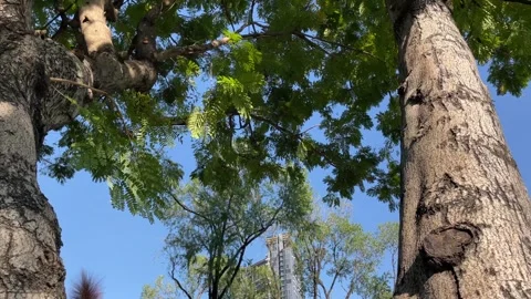 Squirrel climbing on tree outdoor sunny day at public park blue sky Video stock 251849152