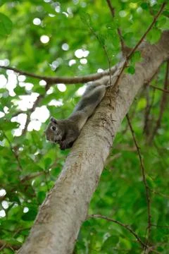 Squirrel is climbing on tree in park Stock Photos