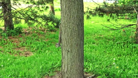 Squirrel climbing a tree in a park on a sunny day with grass and trees Stock Footage 337907954
