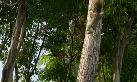 Squirrel climbing tree Stock Photos
