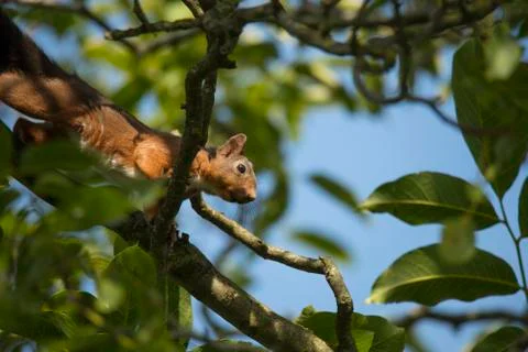 Squirrel climbing tree Stock Photos