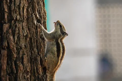 A squirrel is climbing on a tree Stock Photos