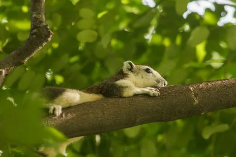The squirrel is climbing up the tree. Stock Photos