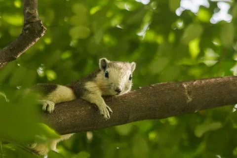 The squirrel is climbing up the tree. Stock Photos