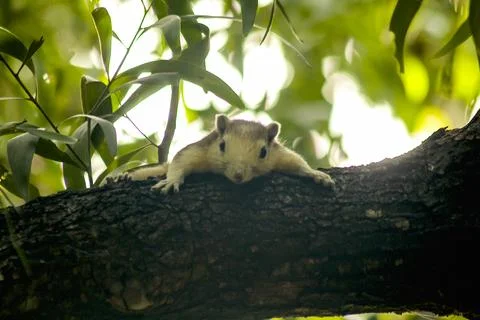 The squirrel is climbing up the tree. Stock Photos