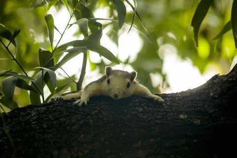 The squirrel is climbing up the tree. Stock Photos