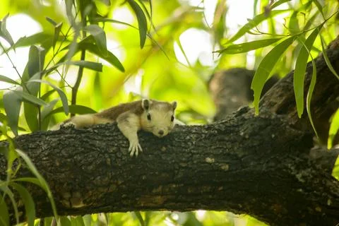 The squirrel is climbing up the tree. Stock Photos