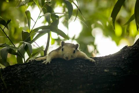The squirrel is climbing up the tree. Stock Photos