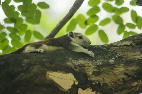The squirrel is climbing up the tree. Stock Photos