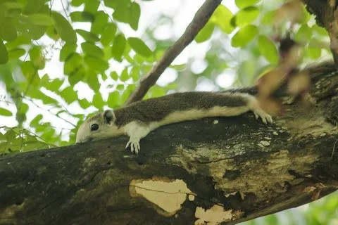 The squirrel is climbing up the tree. Stock Photos