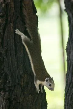 The squirrel is climbing up the tree. Foto stock