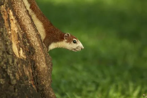 The squirrel is climbing up the tree. Stock Photos