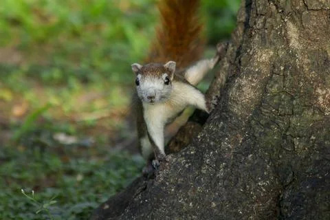 The squirrel is climbing up the tree. Stock Photos