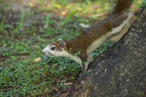 The squirrel is climbing up the tree. Stock Photos