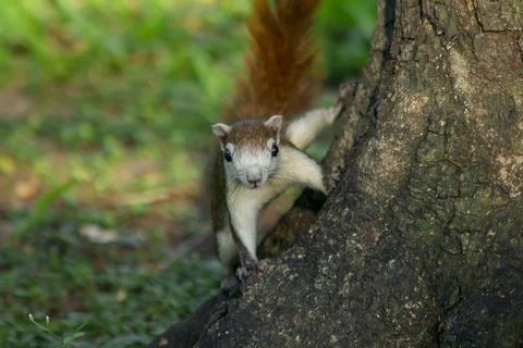 The squirrel is climbing up the tree. Stock Photos