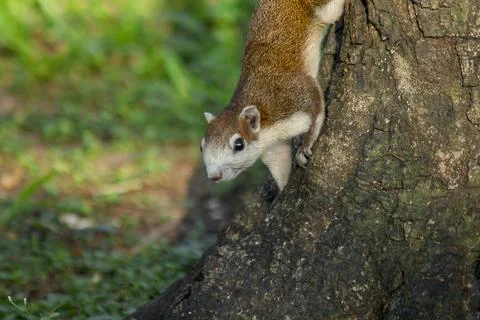 The squirrel is climbing up the tree. Stock Photos