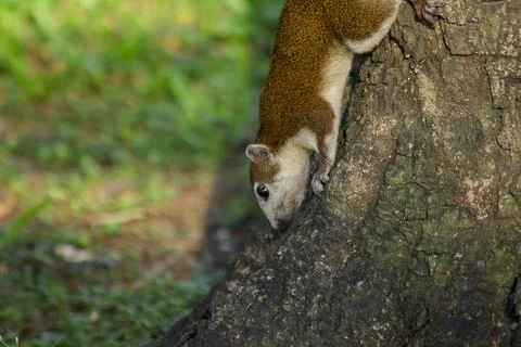 The squirrel is climbing up the tree. Stock Photos