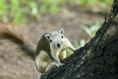The squirrel is climbing up the tree. Stock Photos