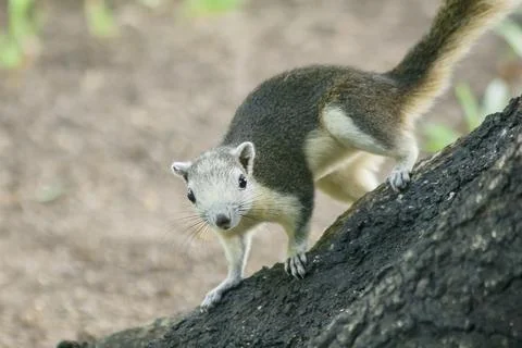 The squirrel is climbing up the tree. Stock Photos