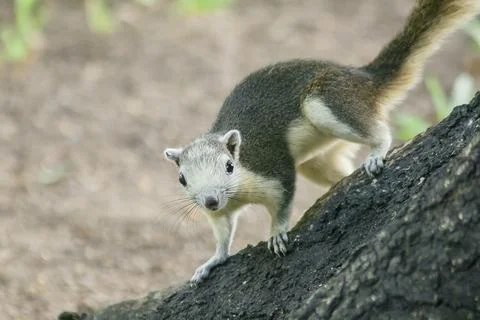 The squirrel is climbing up the tree. Stock Photos