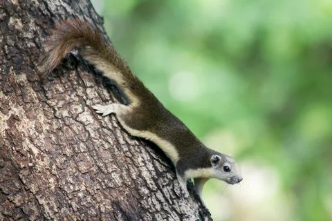 The squirrel is climbing up the tree. Stock Photos