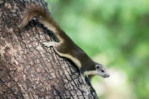 The squirrel is climbing up the tree. Stock Photos