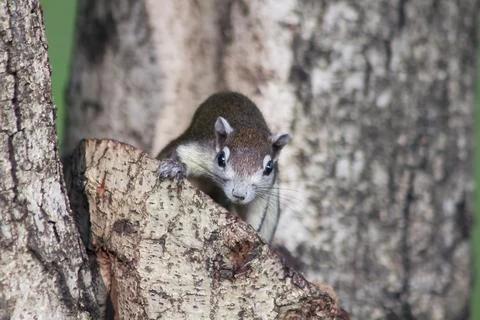 The squirrel is climbing up the tree. Stock Photos