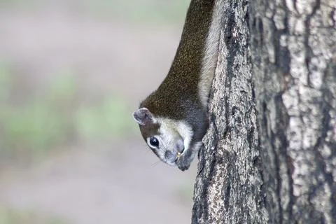 The squirrel is climbing up the tree. Stock Photos