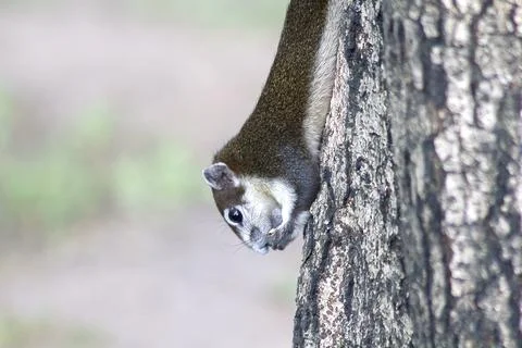 The squirrel is climbing up the tree. Stock Photos