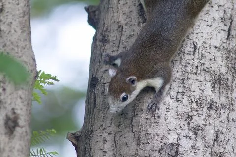 The squirrel is climbing up the tree. Stock Photos