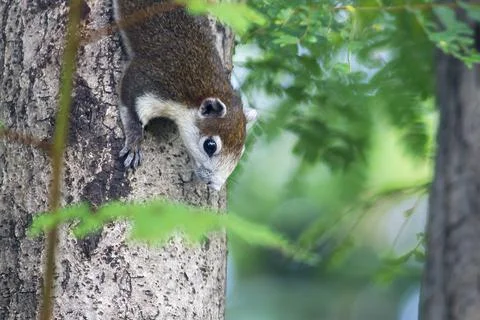 The squirrel is climbing up the tree. Stock Photos