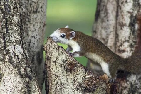 The squirrel is climbing up the tree. Stock Photos