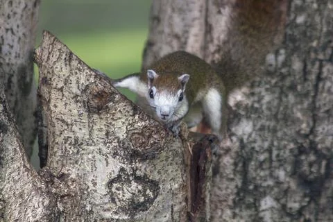 The squirrel is climbing up the tree. Stock Photos
