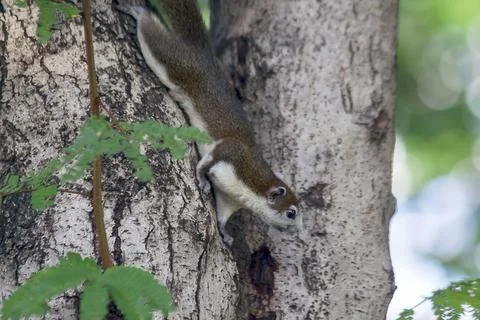 The squirrel is climbing up the tree. Stock Photos