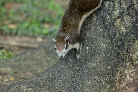 The squirrel is climbing up the tree Stock Photos