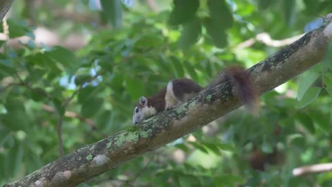Squirrel climbing the tree in public park Video stock 232966490