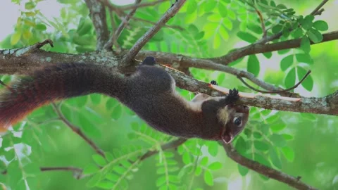 Squirrel climbing the tree in public park Video stock 232966557