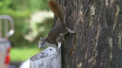 Squirrel climbing the tree in public park Video stock 232966624