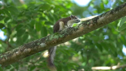 Squirrel climbing the tree in public park Stockbeeldmateriaal 232966680