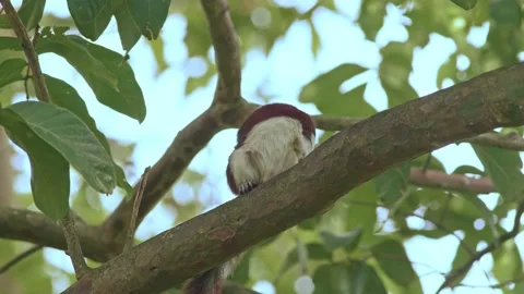 Squirrel climbing the tree in public park Video stock 232966707