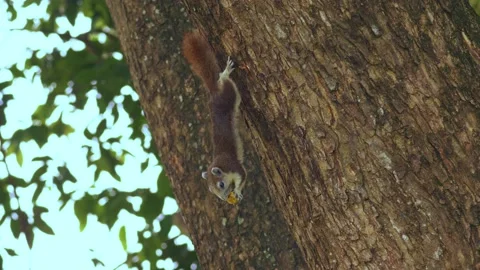 Squirrel climbing the tree in public park Stockbeeldmateriaal 232966814
