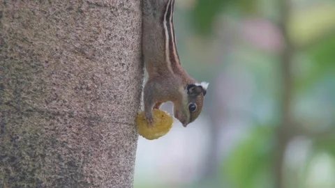 Squirrel climbing the tree in public park Stockbeeldmateriaal 232966847