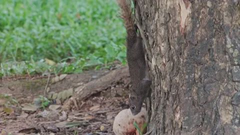 Squirrel climbing the tree in public park Stockbeeldmateriaal 232966885