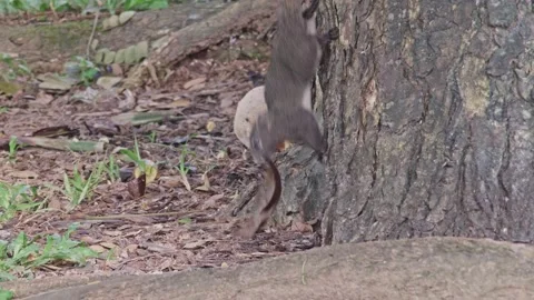 Squirrel climbing the tree in public park Stockbeeldmateriaal 232966940