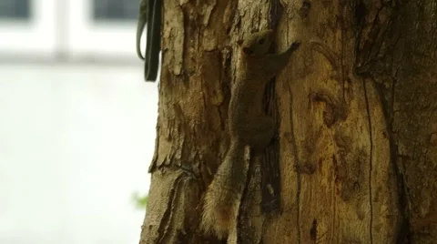 Squirrel is climbing a tree stem Stock Footage 48883368
