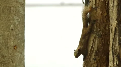 Squirrel is climbing a tree stem Stock Footage 48883425